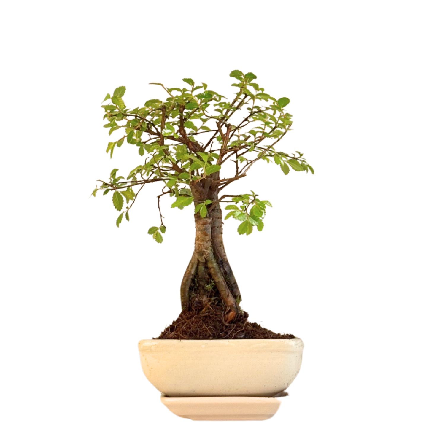 Ulmus Parvifolia bonsai (Chinese elm)  P12
