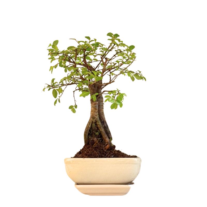 Ulmus Parvifolia bonsai (Chinese elm)  P12