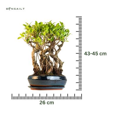 Ficus Bonsai P26 Las bonsai