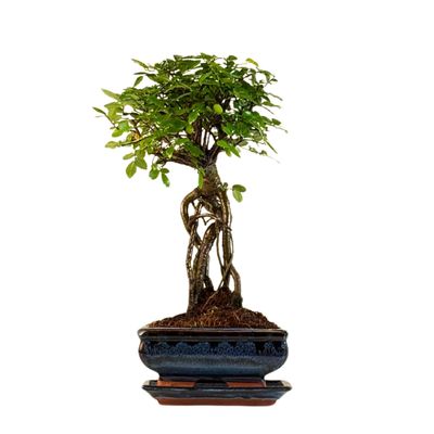 Ulmus Parvifolia bonsai (Chinese elm)  P15 ZL04