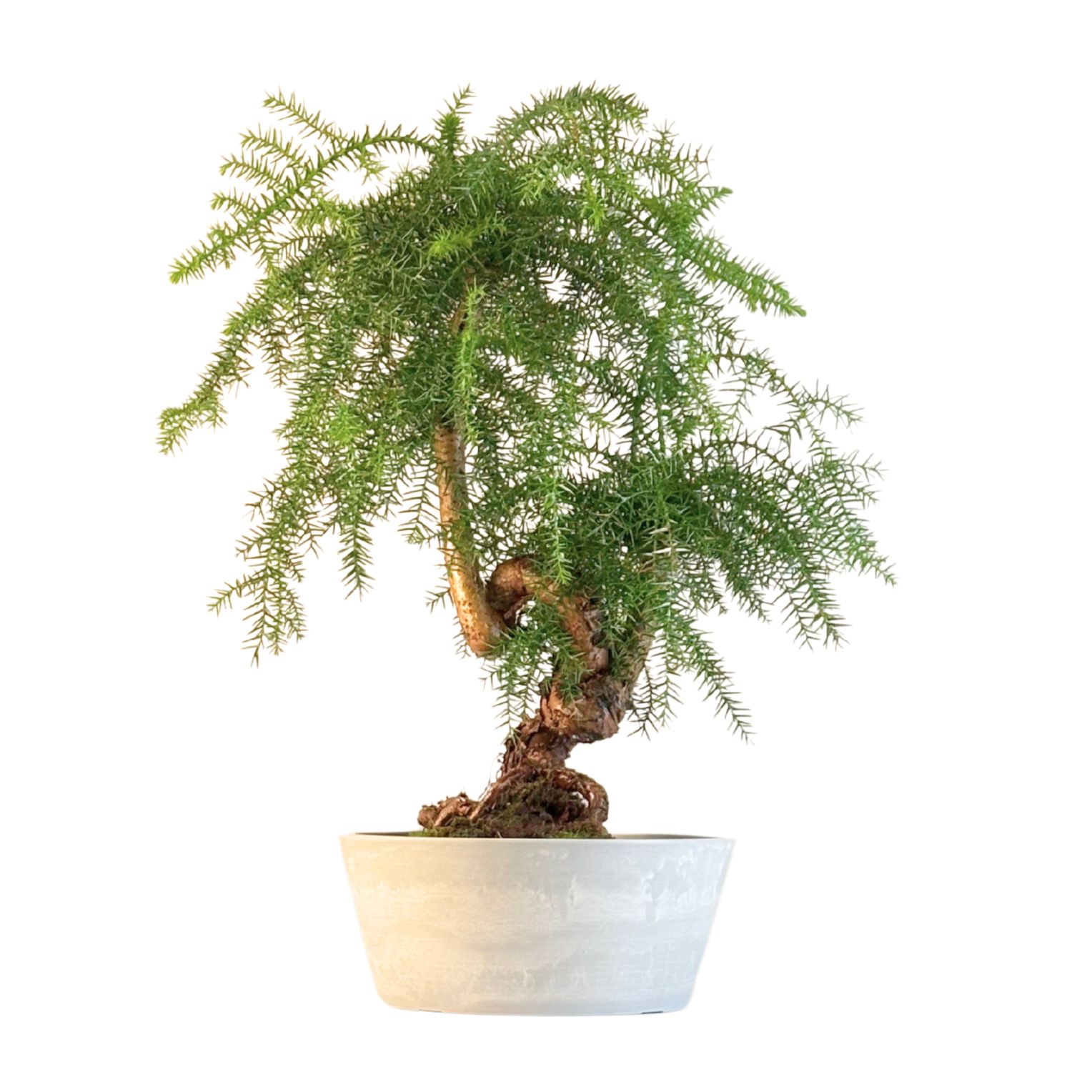 Araukaria Cunninghamii Bonsai P25 ARC4