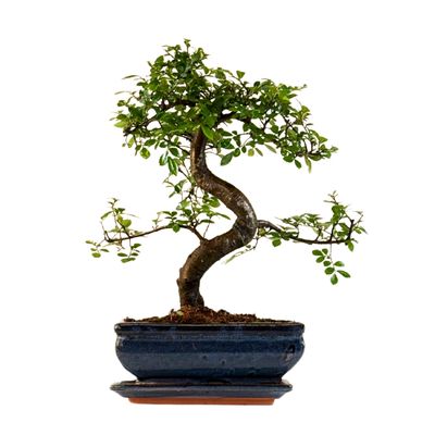 Ulmus Parvifolia bonsai (Chinese elm)  P20 S Z003