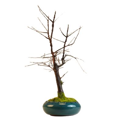 Metasequoia Bonsai P25