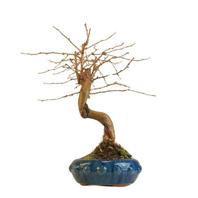 Pseudolarix Bonsai (Modrzew złocisty) P20