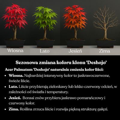 Acer Deshojo - Klon P15 KV05