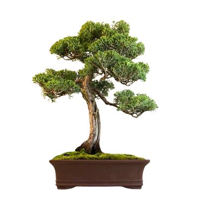 Jałowiec bonsai (Chinese Bloauw Juniper) P30