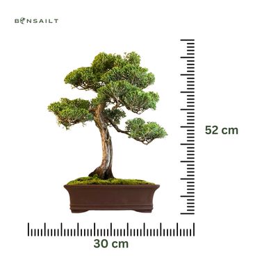 Jałowiec bonsai (Chinese Bloauw Juniper) P30