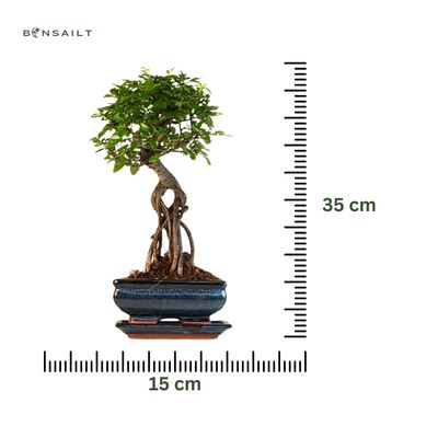 Ulmus Parvifolia bonsai (Chinese elm) P15