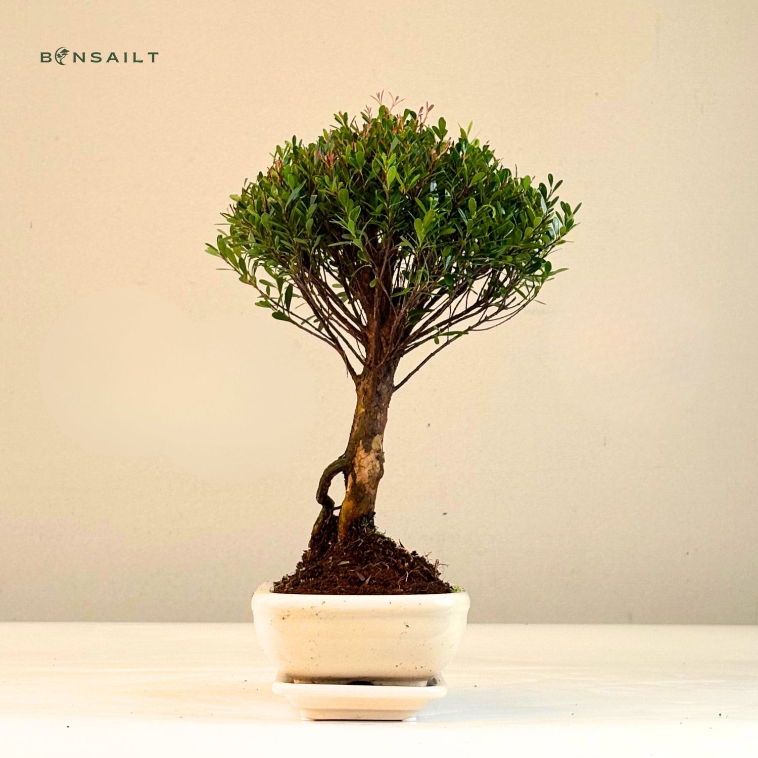 elefantenfuß bonsai Elefantenfuß | kaufen main image 0