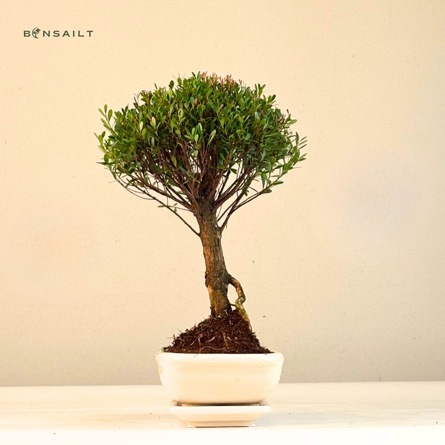 Syzygium P20 bonsai