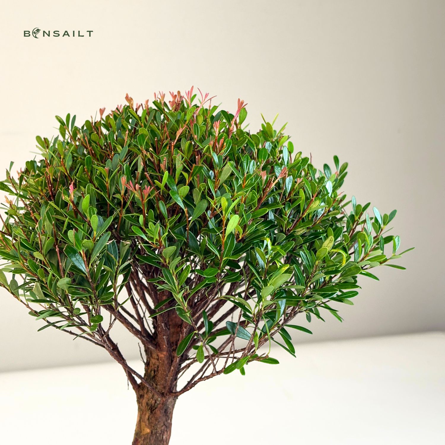 Syzygium P20 bonsai