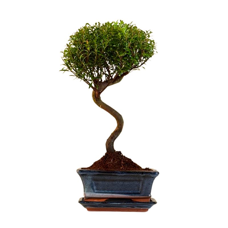 Syzygium  bonsai P15 S
