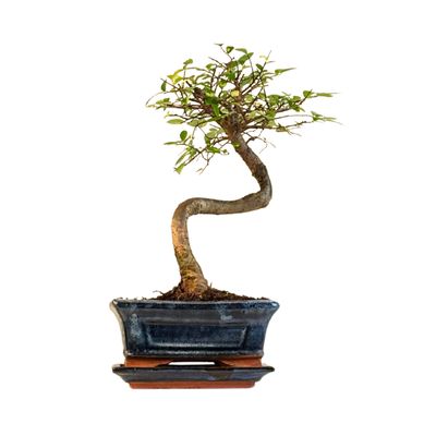 Ulmus Parvifolia bonsai (Chinese elm) P15 S Ulmus Parvifolia bonsai (Chinese elm) P15 S
