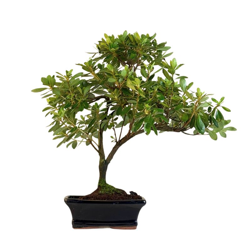 Azalia z różowymi kwiatami (Rhododendron pink) bonsai P15 Azalia z różowymi kwiatami (Rhododendron pink) bonsai P15