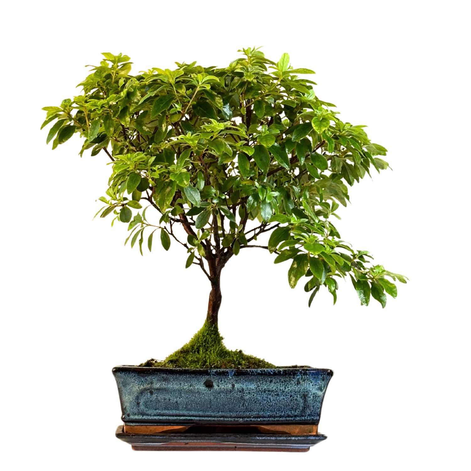 Azalia z różowymi kwiatami (Rhododendron pink) bonsai P25 RH02