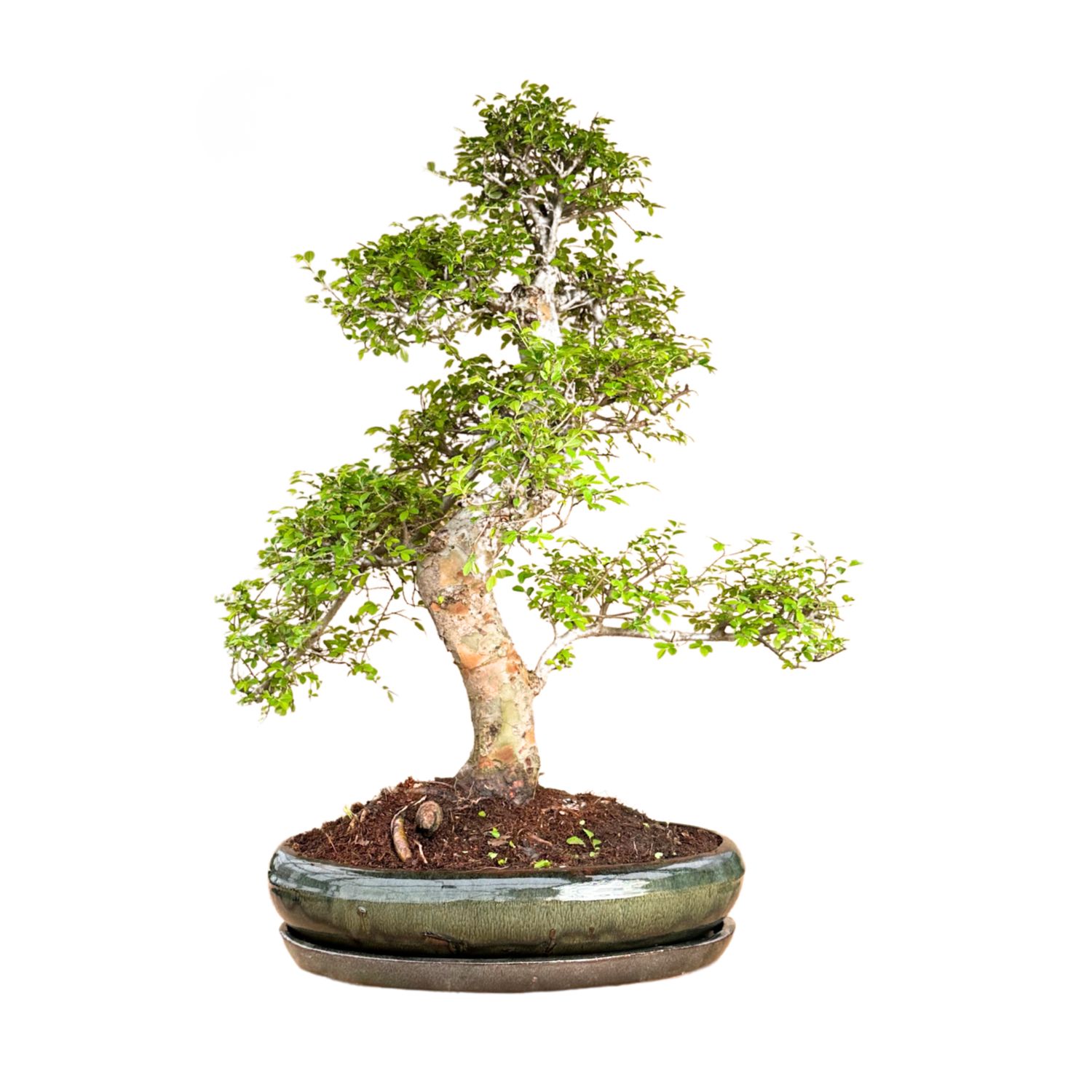 Ulmus Parvifolia bonsai (Chinese elm)  P43 S