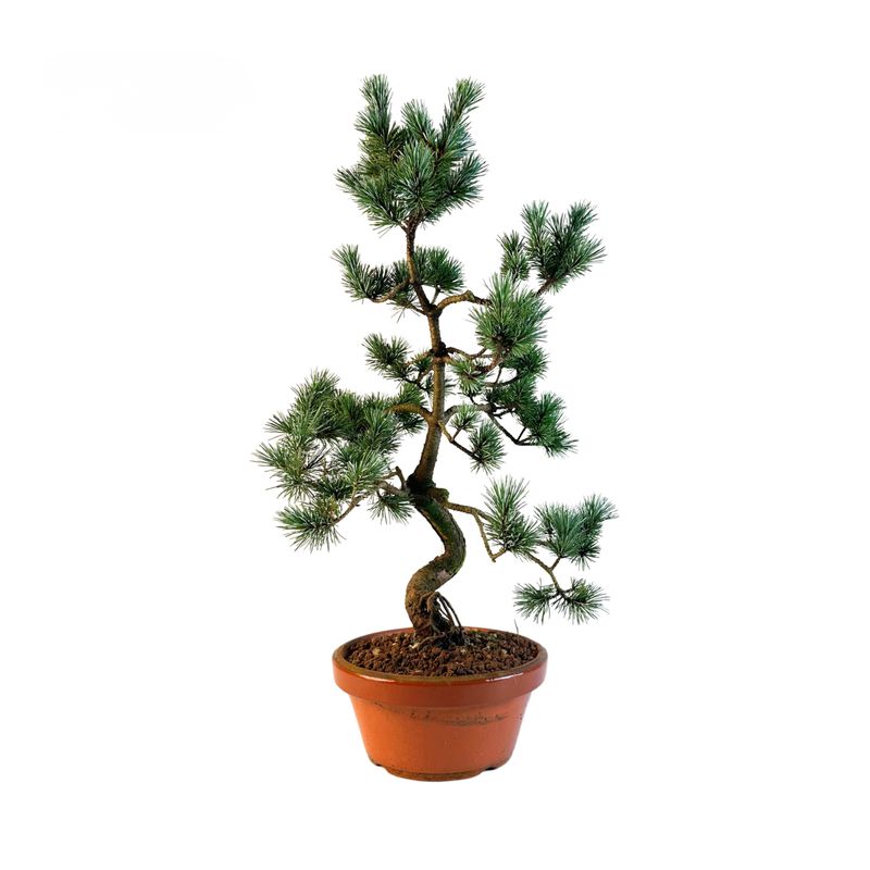 Sosna biała Japońska P20