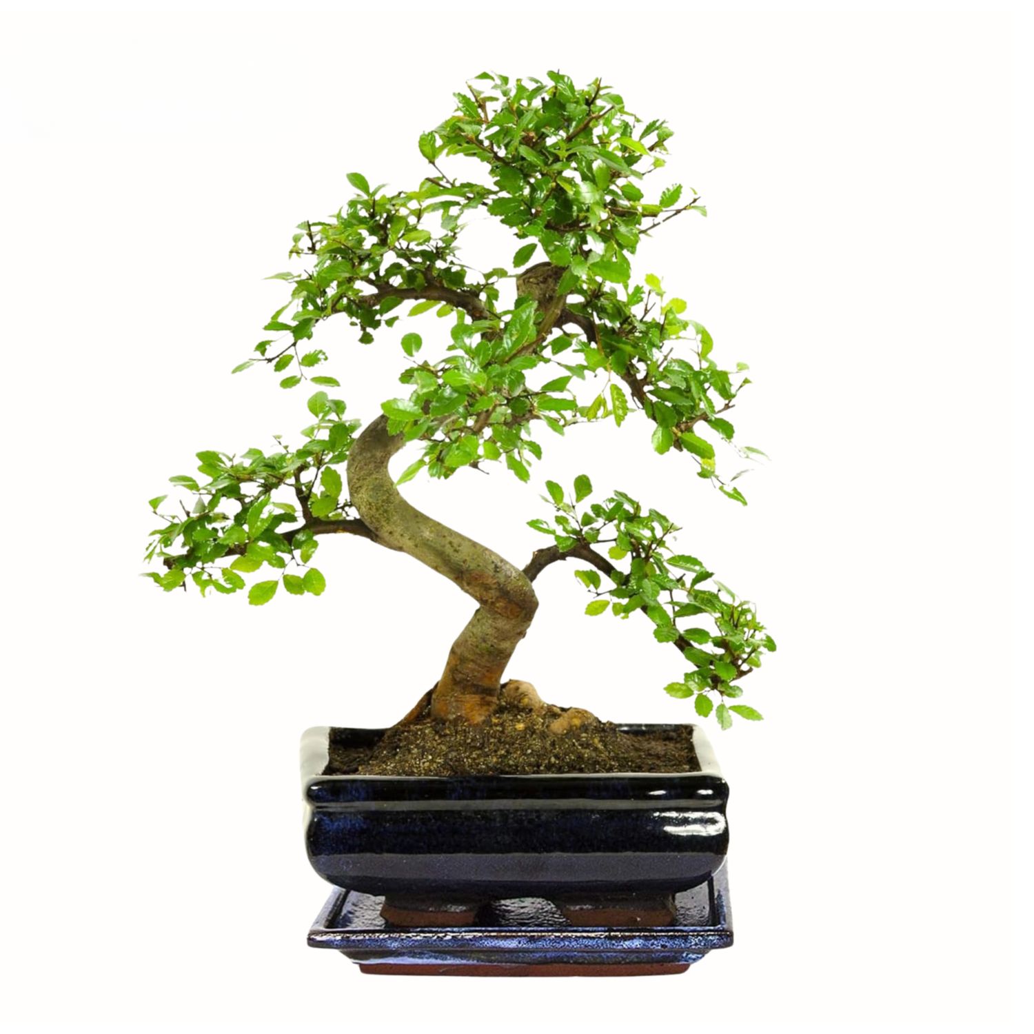 Ulmus Parvifolia bonsai (Chinese elm)  P20 S