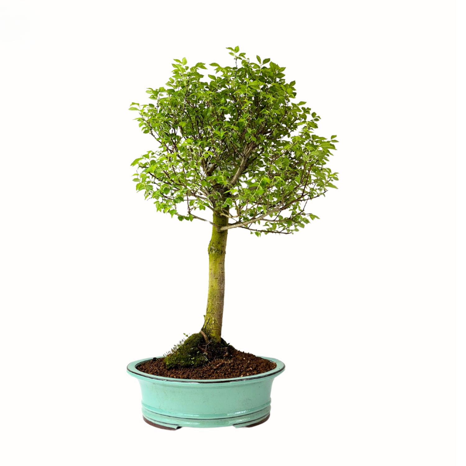 Zelkova Nire drzewo bonsai P29