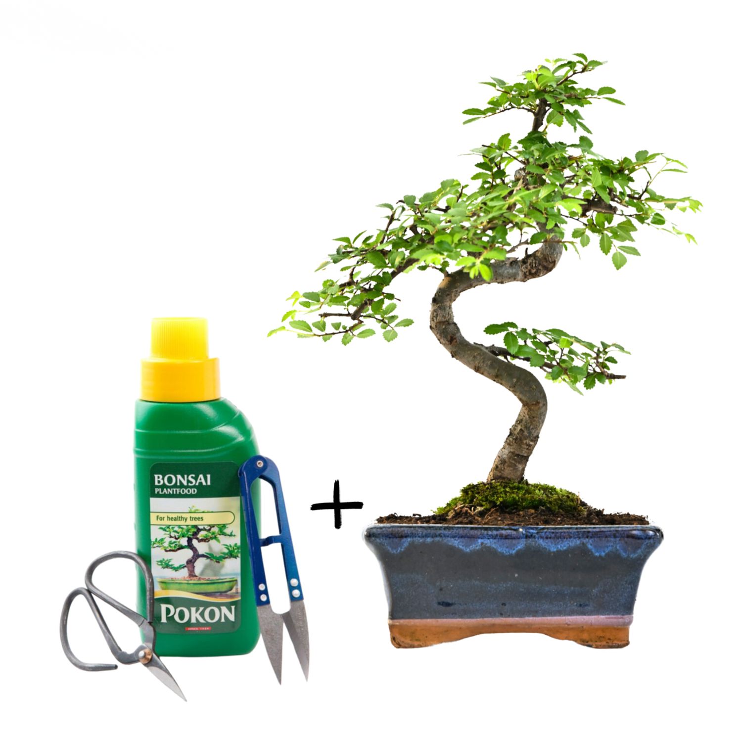 Ulmus Parvifolia bonsai (Chinese elm)  P15 S z obcinaczkami do liści, nożyczkami i nawozem do bonsai