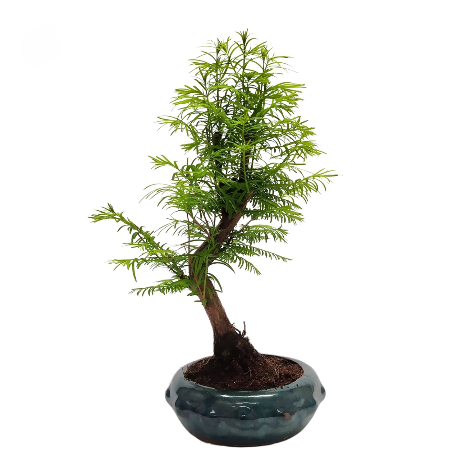 Metasequoia Bonsai P20