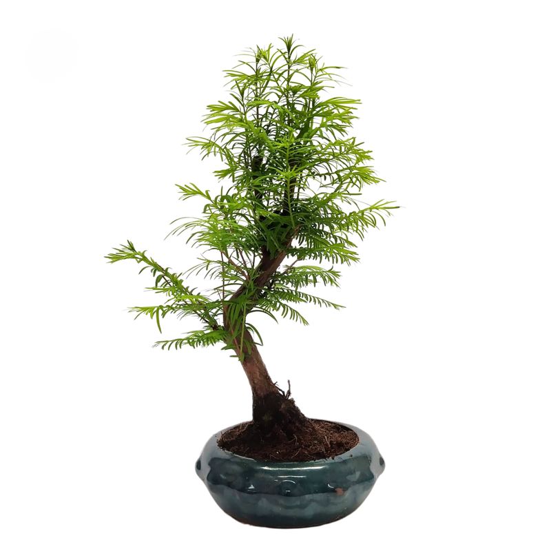 Metasequoia Bonsai P20