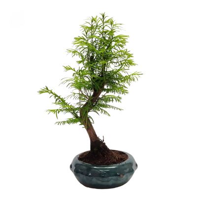 Metasequoia Bonsai P20