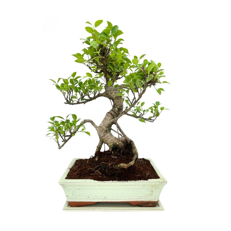 Ficus Bonsai P25 S