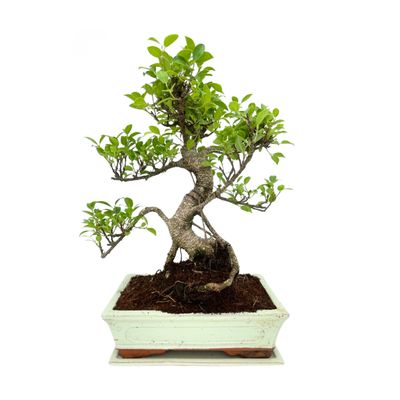 Ficus Bonsai P25 S