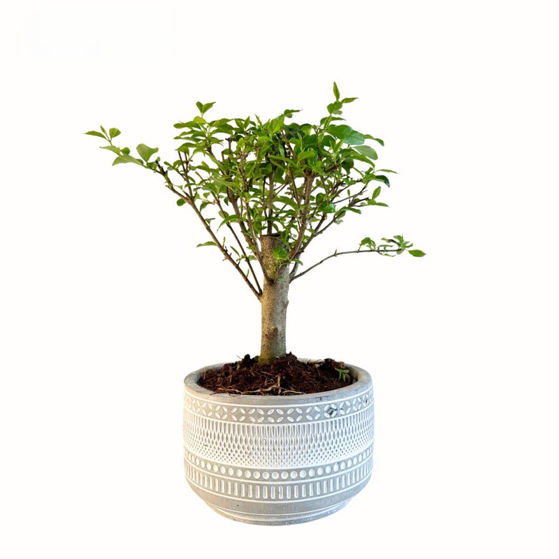 Ligustrum P12 bonsai