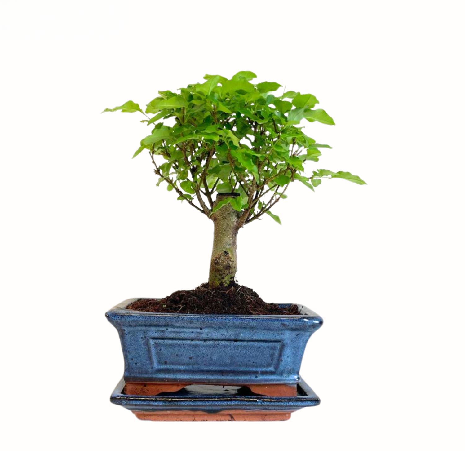 Ligustrum P15  Privet bonsai