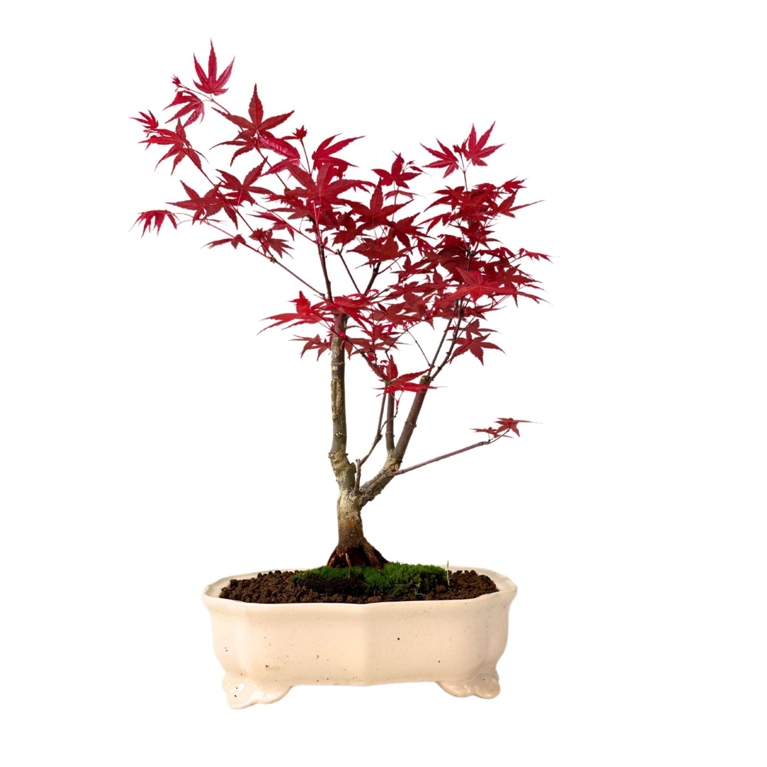 Acer Bonsai Deshojo P25