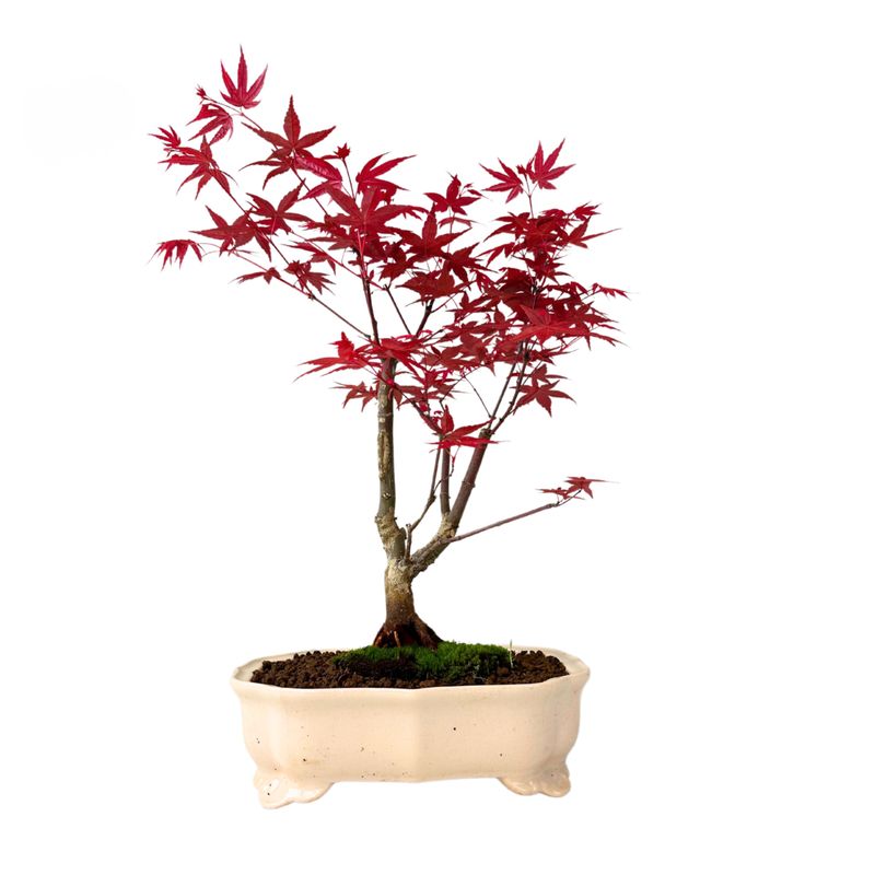 Acer Bonsai Deshojo P25