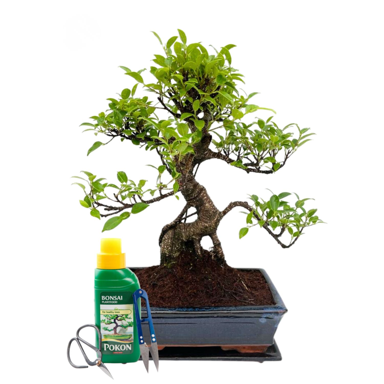 Ficus Bonsai P25 S pełna kompletacja