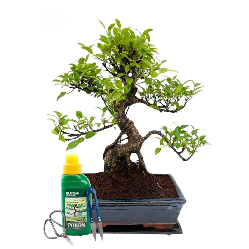 Ficus Bonsai P25 S pełna kompletacja