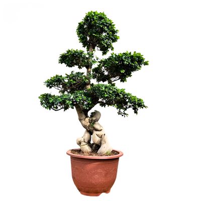 Ficus Bonsai P72  XXXL