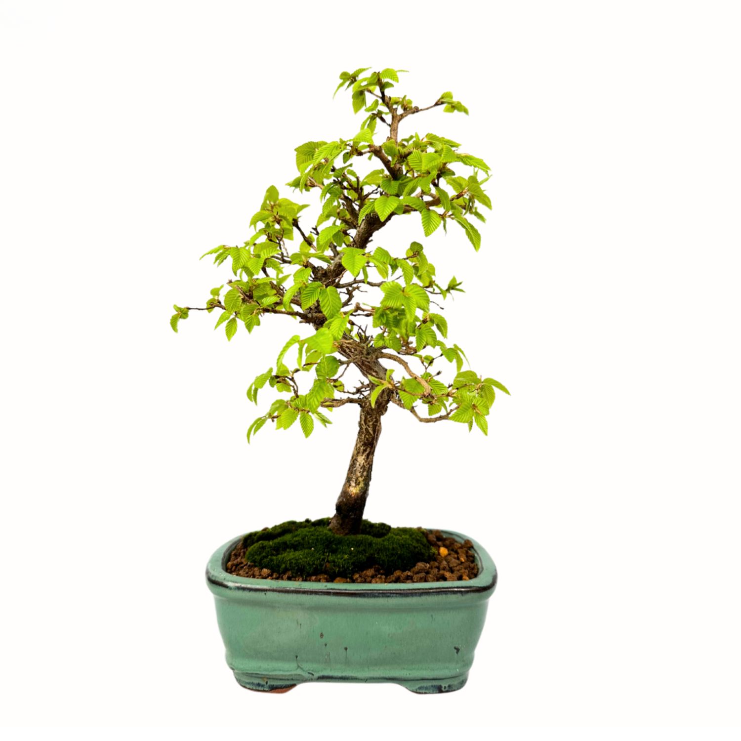 Grab koreański P15.5 (Korean Hornbeam) Carpinus