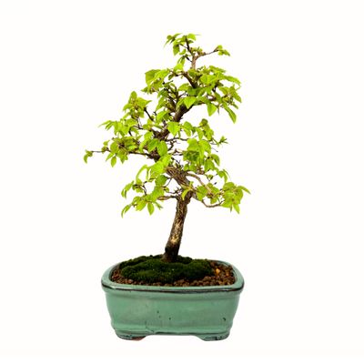 Grab koreański P15.5 (Korean Hornbeam) Carpinus
