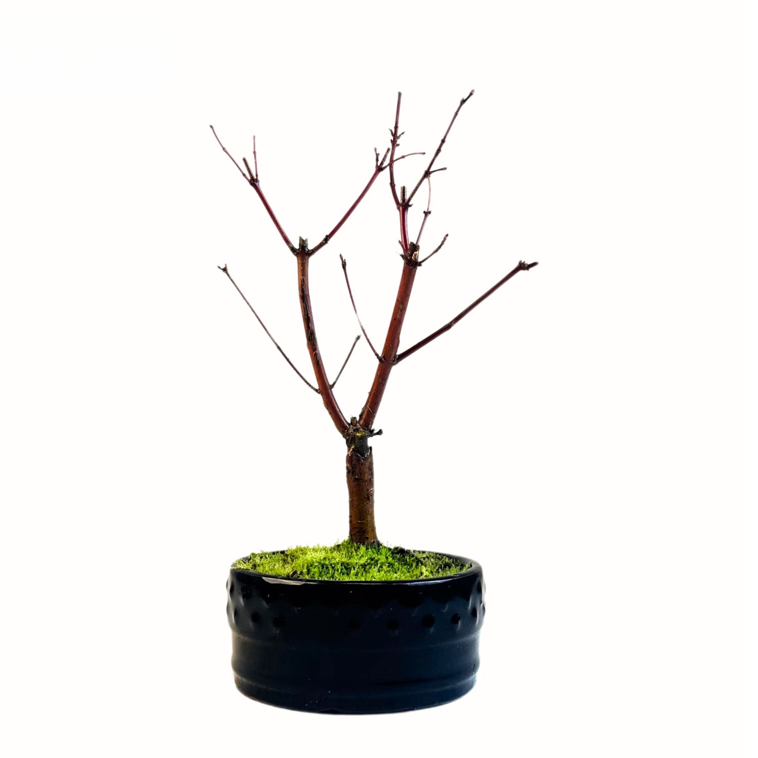 Klon Deshojo Bonsai- Acer Baum P12