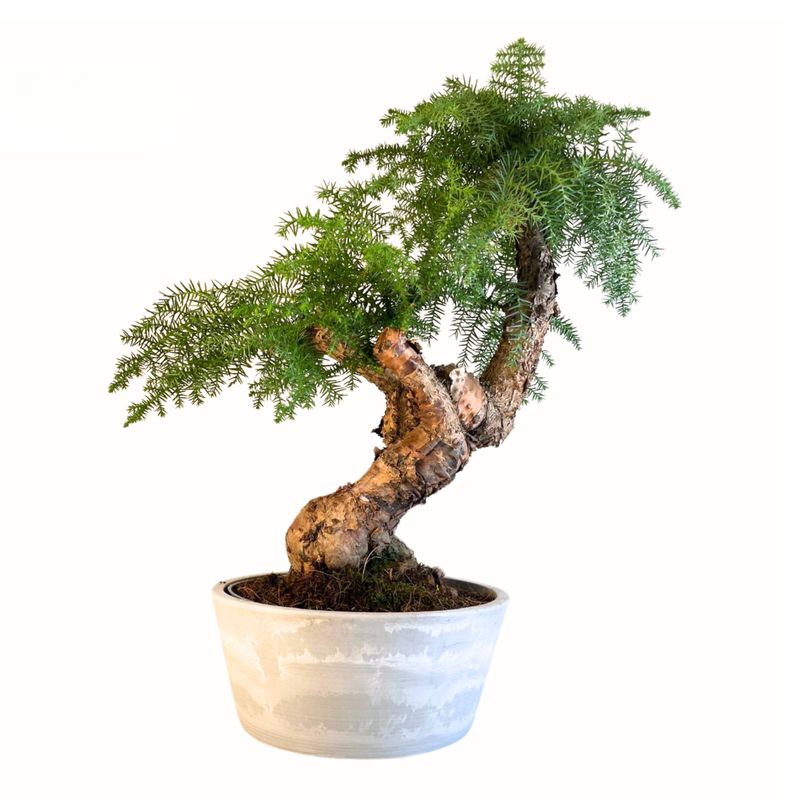 Araukaria Cunninghamii Bonsai P25