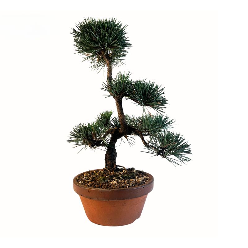 Bonsai z czarnej sosny  ( Japanese Black Pine Bonsai ) P20