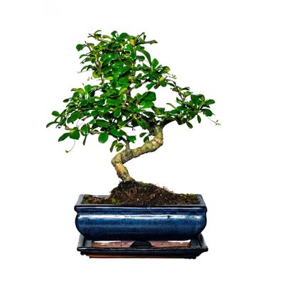 Carmona Bonsai Drzewo herbaciane w kształcie litery S P20