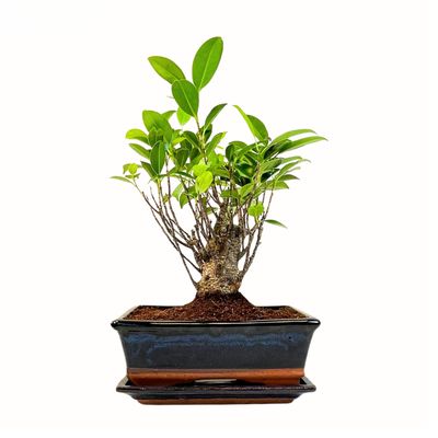 Ficus Bonsai P15 prosty
