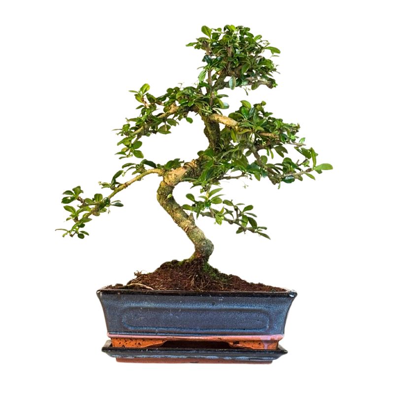 Carmona Bonsai Drzewo herbaciane w kształcie litery S P25 Carmona Bonsai Drzewo herbaciane w kształcie litery S P25