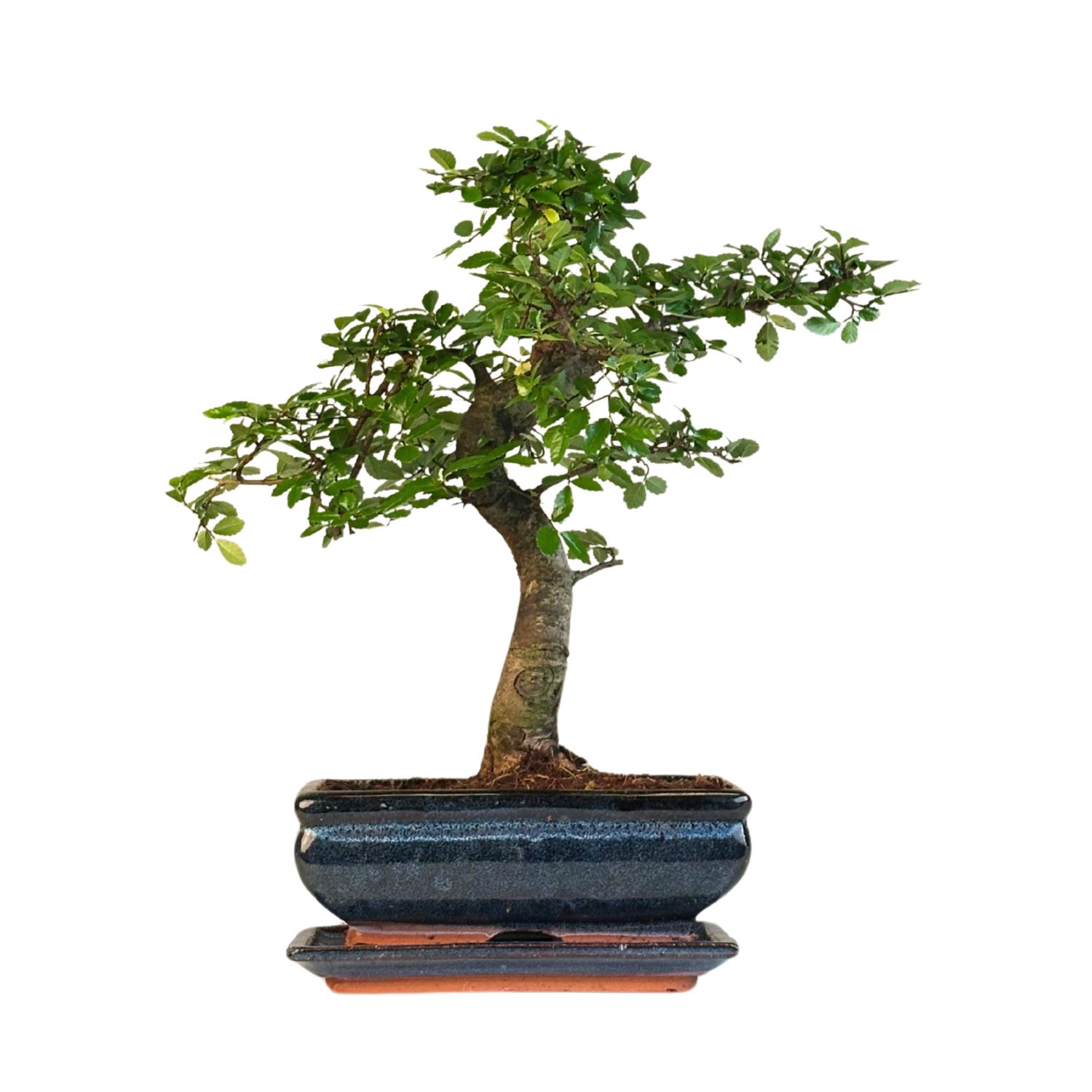 Ulmus Parvifolia bonsai (Chinese elm)  P20 S Z001