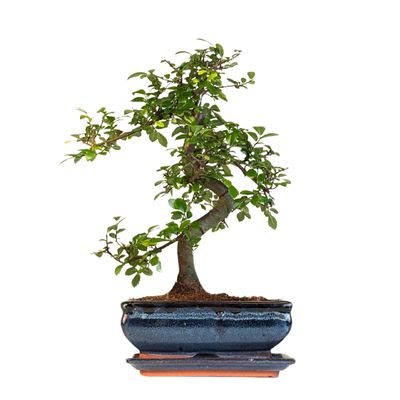 Ulmus Parvifolia bonsai (Chinese elm)  P20 S Z002