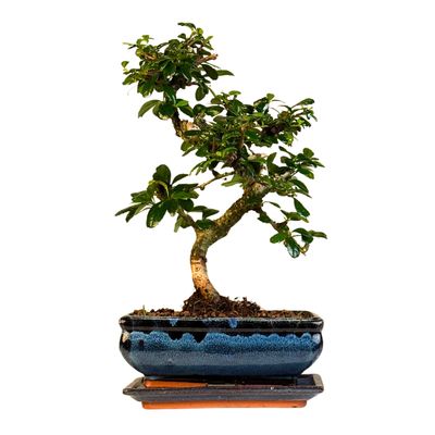 Carmona Bonsai Drzewo herbaciane w kształcie litery S P20 C002