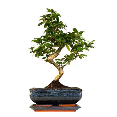 Carmona Bonsai Drzewo herbaciane w kształcie litery S P20 C004