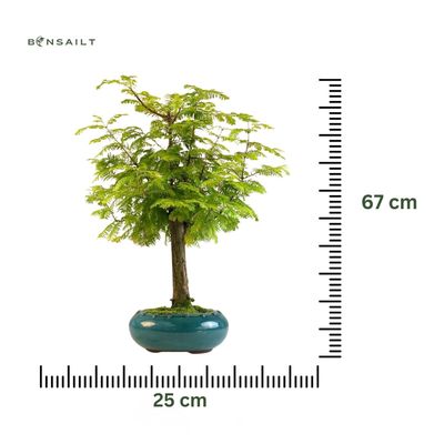 Metasequoia Bonsai P25