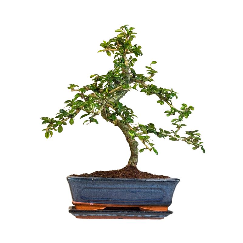 Carmona Bonsai Drzewo herbaciane w kształcie litery S P25 Carmona Bonsai Drzewo herbaciane w kształcie litery S P25